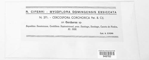 Pseudocercospora corchorica image